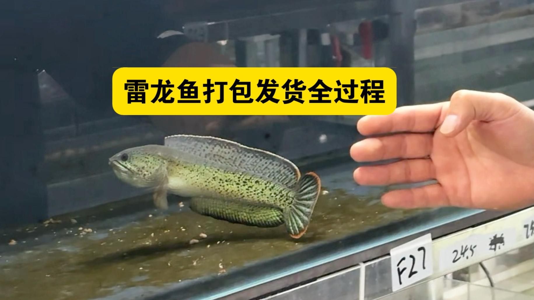 如何安全地運輸龍魚？