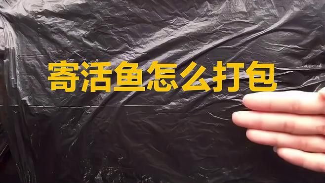 如何安全地運輸龍魚？