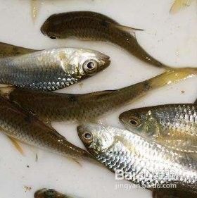 龍魚吃的小魚怎樣消毒好