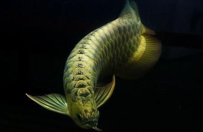 金龍魚手機高清壁紙（金龍魚動態壁紙設置方法）