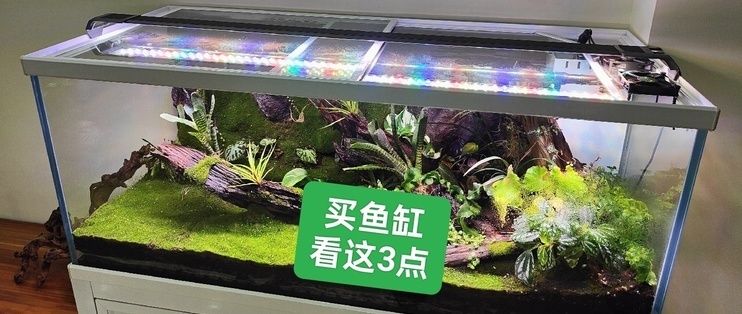 白金龍魚生活在哪里（白金龍魚與白金龍魚市場價格分析金龍魚與白金龍魚區別）