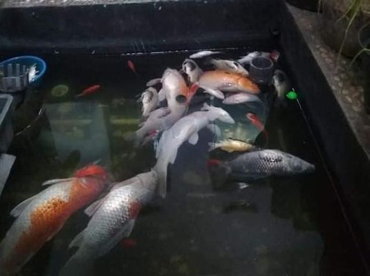 賣龍魚的網(wǎng)站：龍魚養(yǎng)殖技巧分享：水族箱造景設(shè)計(jì)教程,龍魚疾病預(yù)防指南