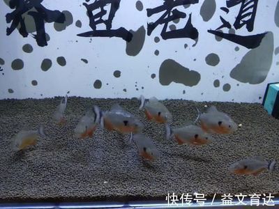 賣龍魚的網(wǎng)站：龍魚養(yǎng)殖技巧分享：水族箱造景設(shè)計(jì)教程,龍魚疾病預(yù)防指南