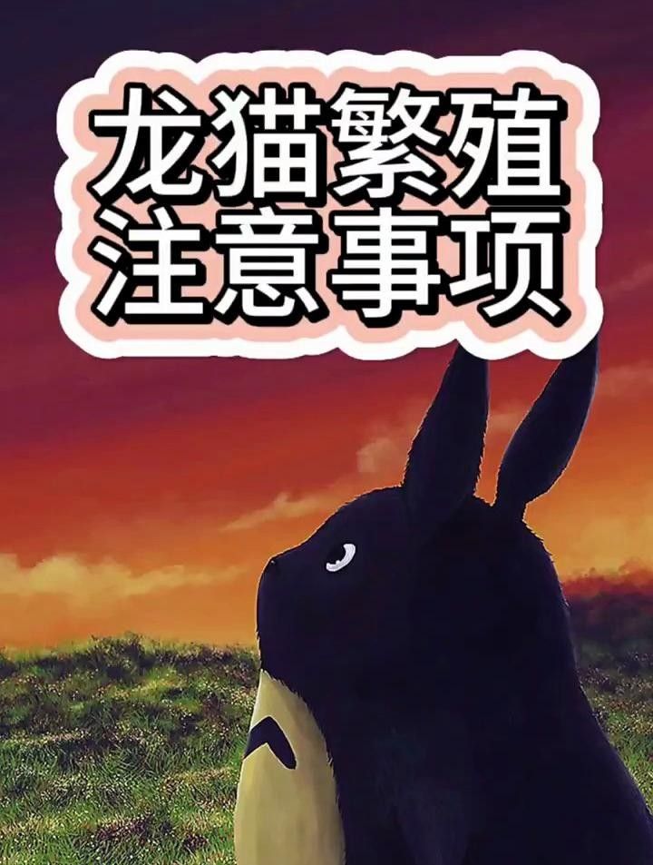 龍貓繁殖需要注意哪些事項？