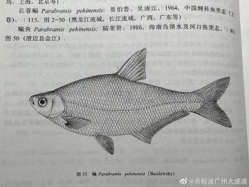 鰱魚廣東叫什么