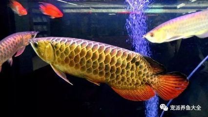 金龍魚的卵：關于金龍魚卵的一些詳細信息