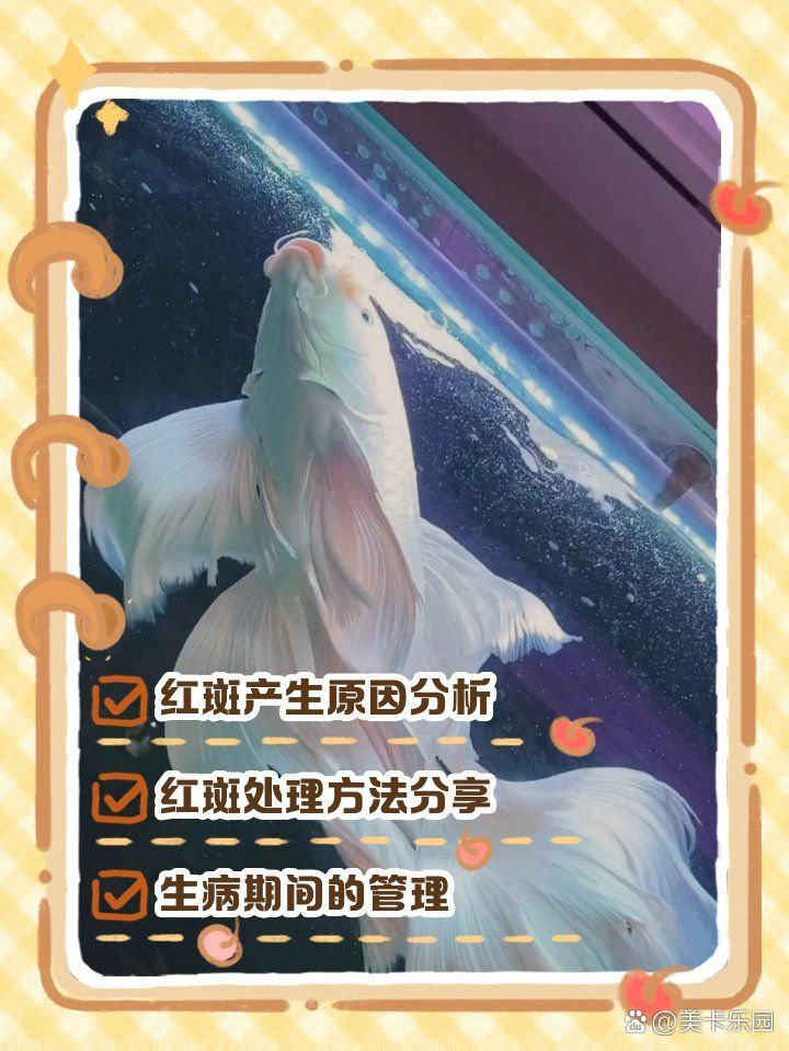 錦鯉紅斑病圖片