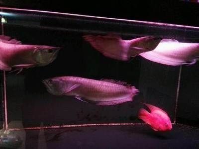 銀龍魚60公分（銀龍魚60公分的價格大概在300-500元之間）