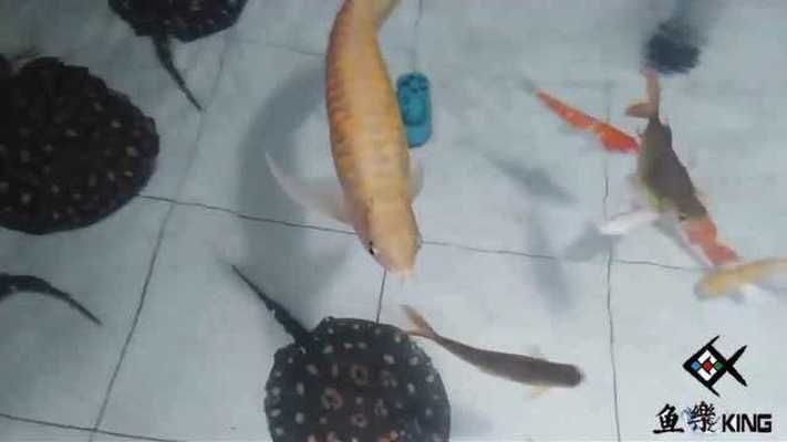 龍魚會吃錦鯉嗎視頻：龍魚與錦鯉混養(yǎng)注意事項如何防止龍魚攻擊錦鯉