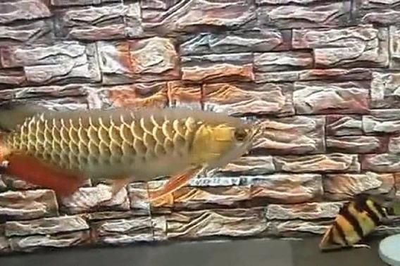 龍魚會吃錦鯉嗎視頻：龍魚與錦鯉混養(yǎng)注意事項如何防止龍魚攻擊錦鯉