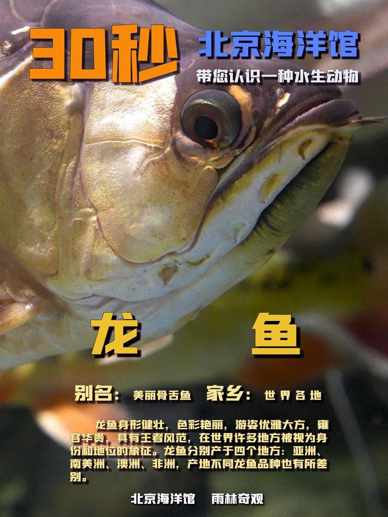 云南龍魚的特點介紹視頻播放