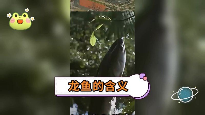云南龍魚的特點介紹視頻播放