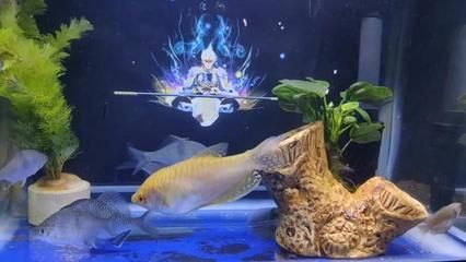 黃曼龍魚屬于風水魚嗎（黃曼龍魚是風水魚嗎） 黃曼龍魚屬于風水魚嗎（黃曼龍魚是風水魚嗎） 龍魚百科 第3張