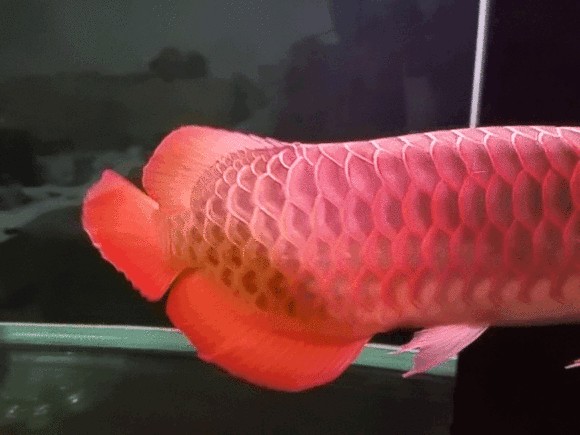 龍魚突然定著不怎么游(龍魚突然定著不怎么游可能由多種因素引起) 龍魚百科 第2張 龍魚突然定著不怎么游(龍魚突然定著不怎么游可能由多種因素引起) 龍魚突然定著不怎么游(龍魚突然定著不怎么游可能由多種因素引起) 龍魚百科 第2張