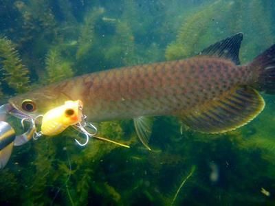 龍魚突然定著不怎么游(龍魚突然定著不怎么游可能由多種因素引起) 龍魚百科 第5張 龍魚突然定著不怎么游(龍魚突然定著不怎么游可能由多種因素引起) 龍魚突然定著不怎么游(龍魚突然定著不怎么游可能由多種因素引起) 龍魚百科 第5張