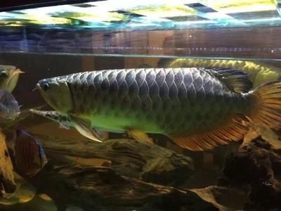 龍魚突然定著不怎么游(龍魚突然定著不怎么游可能由多種因素引起) 龍魚百科 第3張 龍魚突然定著不怎么游(龍魚突然定著不怎么游可能由多種因素引起) 龍魚突然定著不怎么游(龍魚突然定著不怎么游可能由多種因素引起) 龍魚百科 第3張