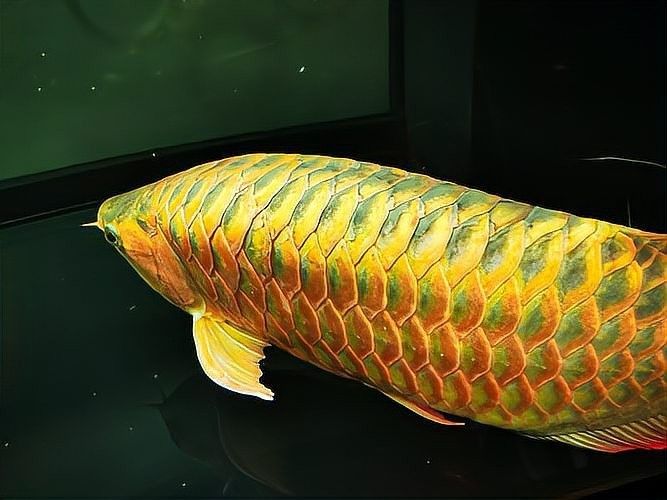 龍魚麻醉過量怎么處理的快
