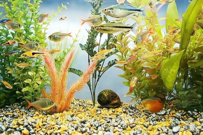 龍魚缸背景圖選擇圖片大全