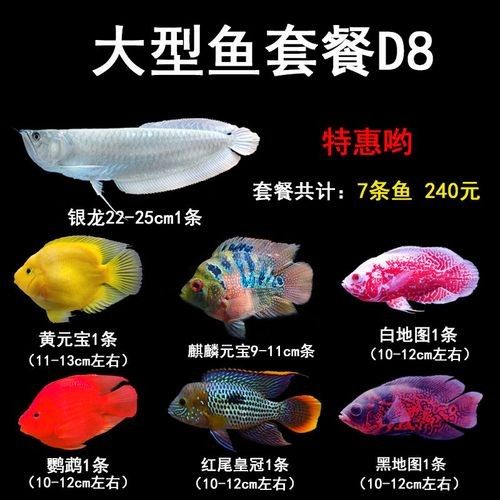 銀龍魚最佳配魚方法圖解