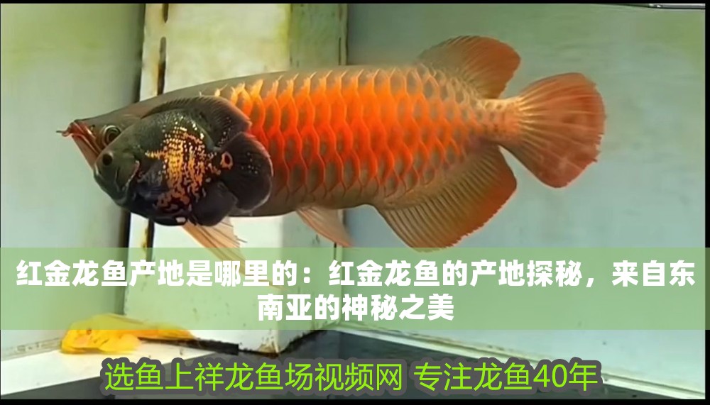 龍魚兩天喂一次可以嗎：龍魚兩天喂一次的科學喂養指南