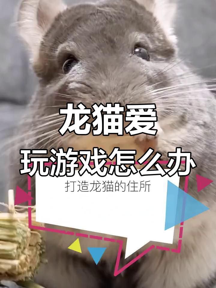黑水素批發(fā)：東北最大的西瓜批發(fā)中心——黑水西瓜批發(fā)市場 黑水素批發(fā)：東北最大的西瓜批發(fā)中心——黑水西瓜批發(fā)市場 龍魚百科 第3張