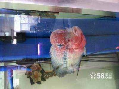 大同龍魚專賣店：大同龍魚專賣店提供龍魚及相關服務店鋪是一些相關的商家 大同龍魚專賣店：大同龍魚專賣店提供龍魚及相關服務店鋪是一些相關的商家 龍魚百科 第2張