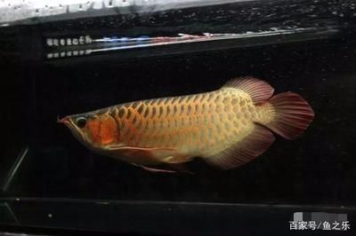 龍魚生命周期多久：龍魚的生命周期一般多久