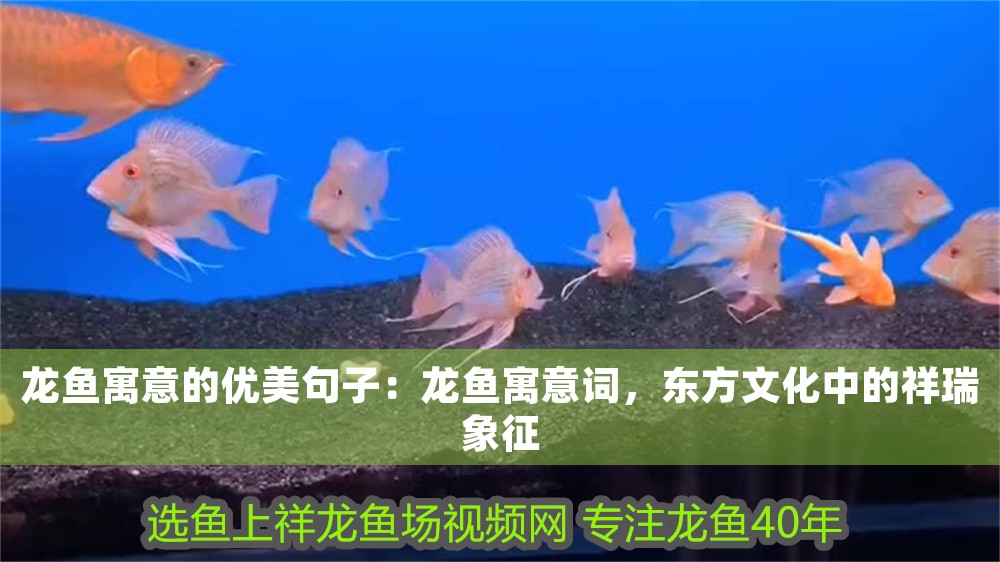 龍魚寓意的優美句子：龍魚寓意詞，東方文化中的祥瑞象征