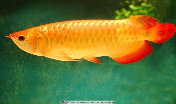 金龍魚和金魚區(qū)別在哪（金龍魚與金魚的區(qū)別）