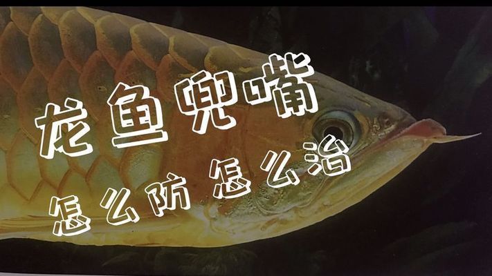 龍魚喂多了會兜嘴嗎：龍魚喂食量與兜嘴關系