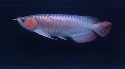紅龍魚鑒別（鑒別紅龍魚時需要考慮多個方面，包括品種、健康狀況等）