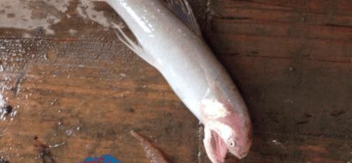 東海小白龍魚價格多少一斤