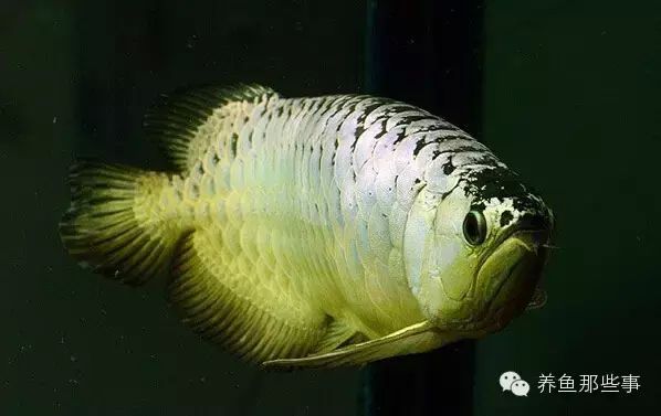 金龍魚溫度29還是30度好（金龍魚對水溫的敏感） 金龍魚溫度29還是30度好（金龍魚對水溫的敏感） 龍魚百科 第5張