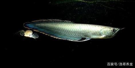 黑龍魚 黑龍魚 龍魚百科 第3張