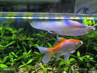 龍魚天冷不吃怎么辦（龍魚天冷不吃東西怎么辦） 龍魚天冷不吃怎么辦（龍魚天冷不吃東西怎么辦） 龍魚百科