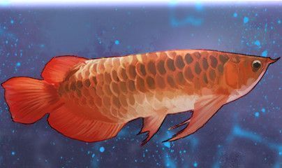 紅龍魚用冷白燈行嗎，