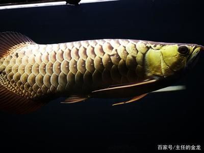 李亞四金龍魚特點：李亞四金龍魚以其獨特的血統和外觀特點在龍魚界享有盛譽