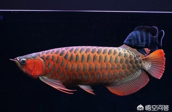 龍魚 魚缸尺寸多大：龍魚的魚缸尺寸 龍魚 魚缸尺寸多大：龍魚的魚缸尺寸 龍魚百科 第12張