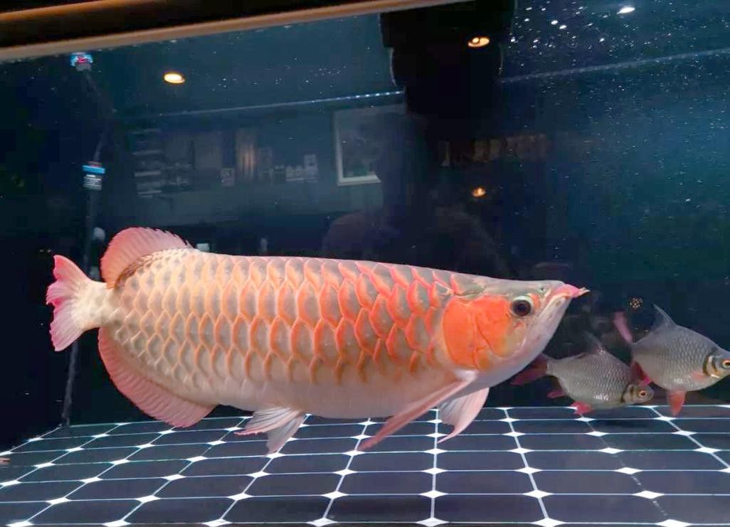 小紅龍魚成長變色過程圖片