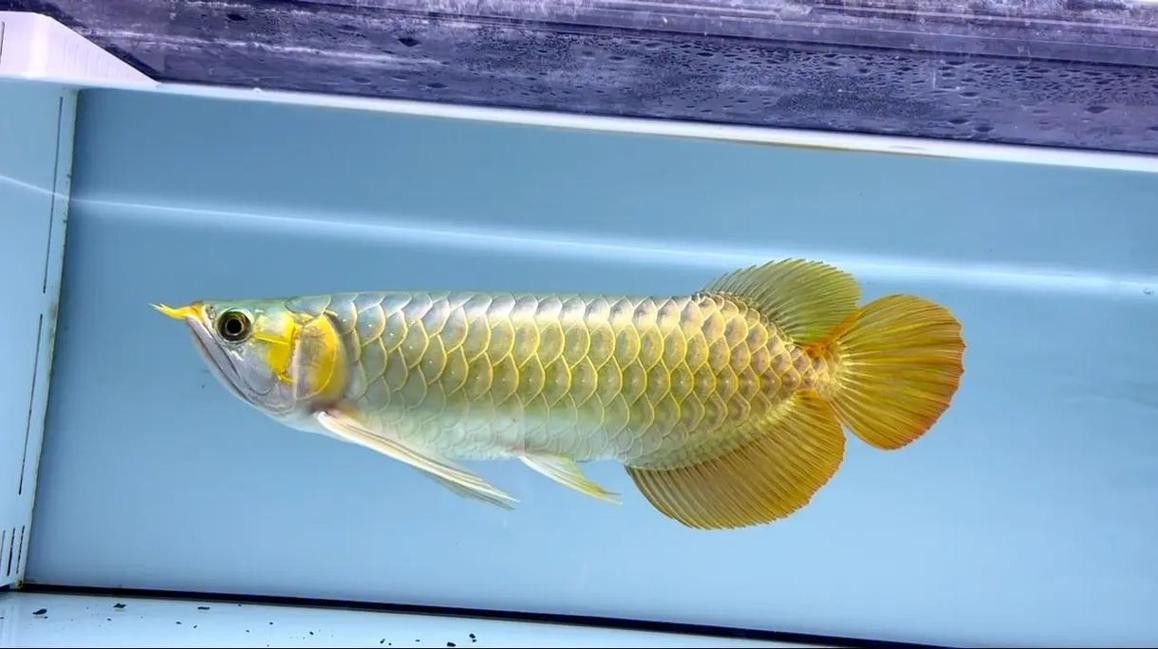 小紅龍魚成長變色過程圖片