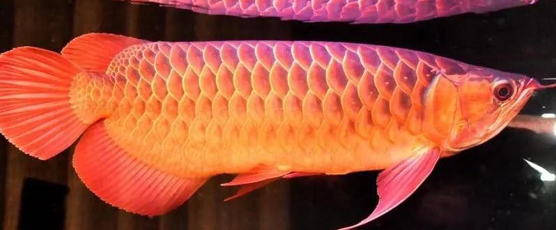 小紅龍魚成長變色過程圖片