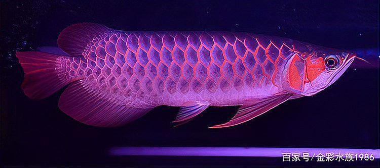 福龍魚(yú)發(fā)色后顏色會(huì)變化嗎？