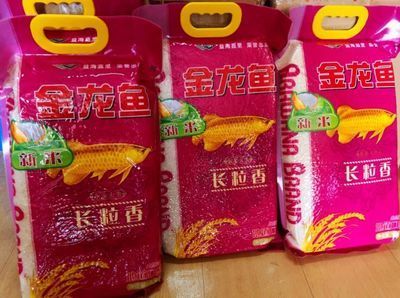 金龍魚發朋友圈，金龍魚養殖技巧分享，金龍魚養護常見問題，金龍魚觀賞價值探討