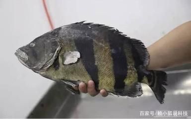 金龍魚發朋友圈，金龍魚養殖技巧分享，金龍魚養護常見問題，金龍魚觀賞價值探討