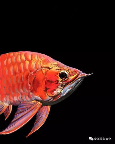 福龍魚(yú)的真實(shí)價(jià)格是多少？