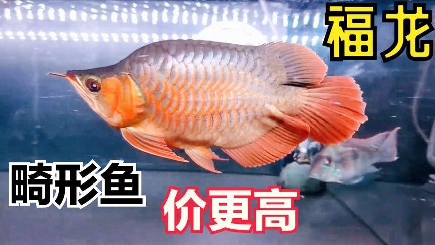 福龍魚(yú)的真實(shí)價(jià)格是多少？