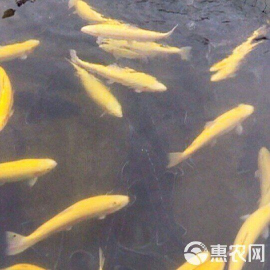 金鱒魚多少錢一斤