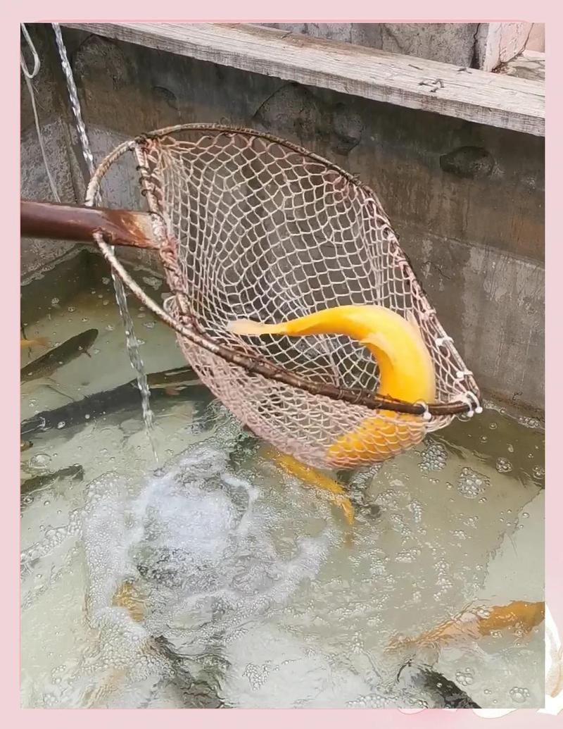 金鱒魚多少錢一斤