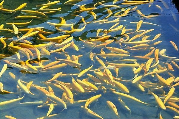 金鱒魚多少錢一斤