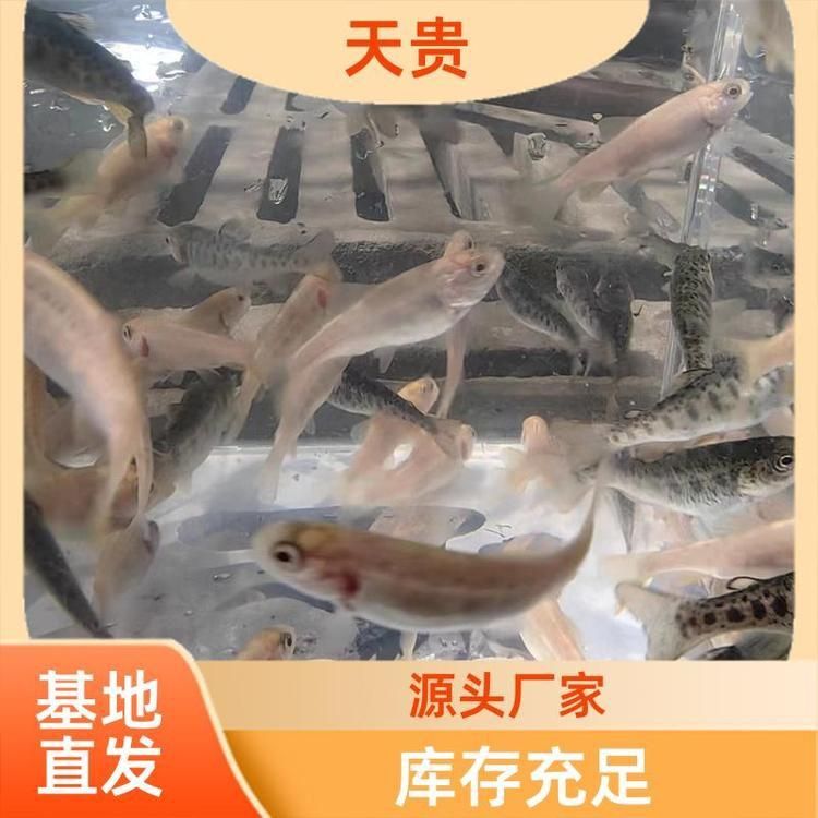金鱒魚多少錢一斤